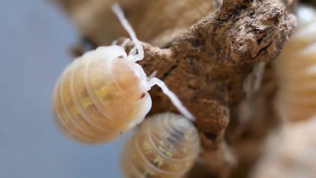 Albino Pillbug смотреть онлайн