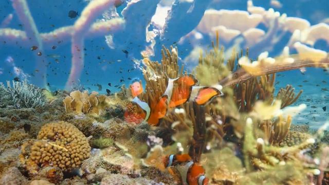 relaxing lofi music & underwater ambience 🎵 beats to relax/study to смотреть онлайн