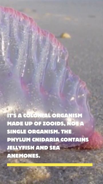 Portuguese man o' war #shorts смотреть онлайн