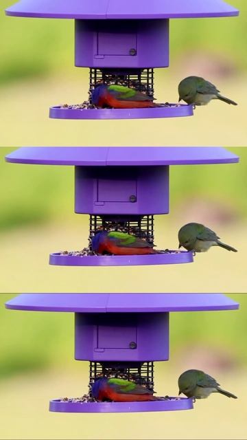 Brighten up your day with a couple Painted Buntings!😍📸: IG- @wildpassingthru #birdlovers #bird смотреть онлайн