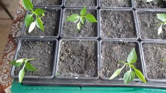 Выращивание сладкого перца. 1 часть . смотреть онлайн