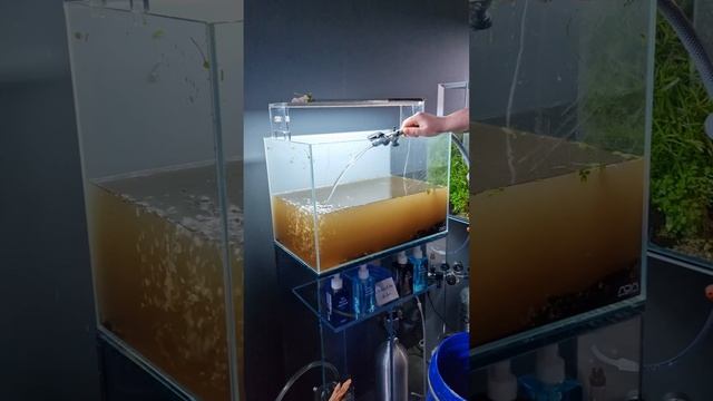 Aquascape stripped down, satisfying to watch! смотреть онлайн