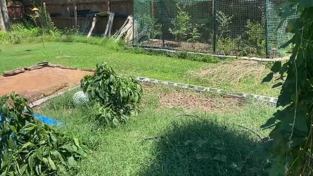 August Tour of our No Dig,No Till Wood Chip Garden with The Stupid Gardener! смотреть онлайн