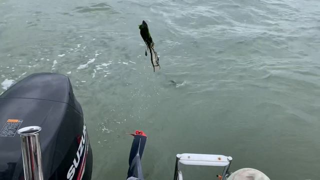Corkwing Wrasse caught in River Stour Suffolk | big river Bass! | Beneteau Barracuda UK boat fishin смотреть онлайн