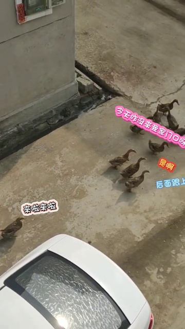 鸭鸭要出门了，邻居家的鸭鸭看到我家的鸭鸭在路口等它们，高兴的飞奔过来！| #熱門 #搞笑 #鸭子 #duck #cute смотреть онлайн