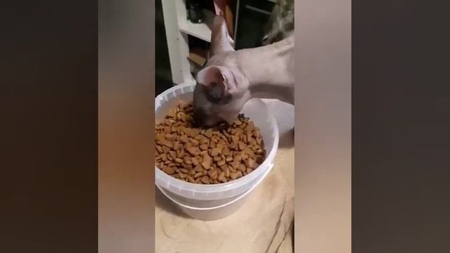 обжорка😇 смотреть онлайн