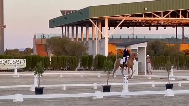 JEREZANO. Gelding. Level Basic. PRE 4 years old 1,66 height смотреть онлайн