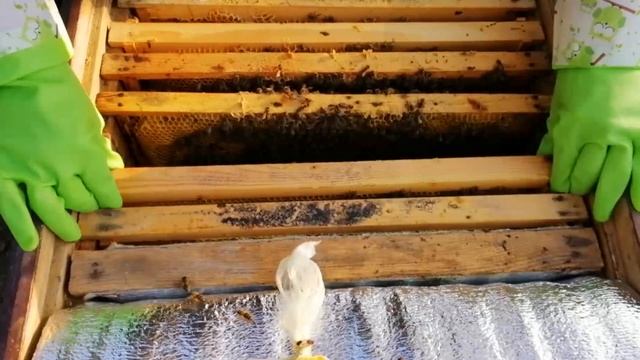 Невідома хвороба бджіл. смотреть онлайн