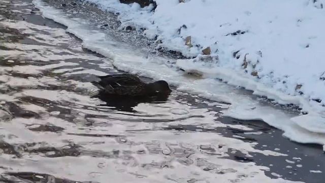 Утки река Чибью Ухта 29-10-2017 DSCN1140 смотреть онлайн