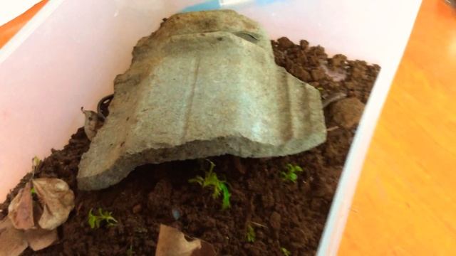 I will be showing my skinks and my baby legless lizard 🦎 смотреть онлайн