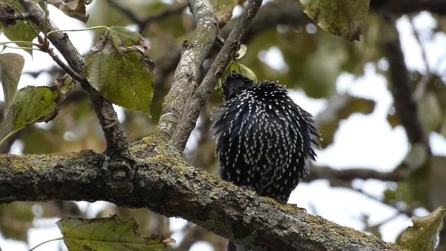 Starling / Sturnus vulgaris / Varnėnas / Скворец смотреть онлайн