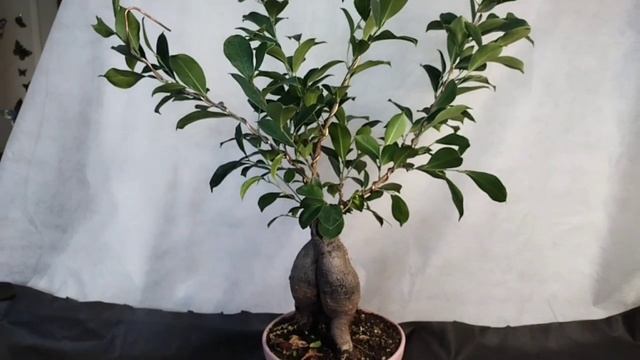 √3 ретуза Грин (Бонсай) 113