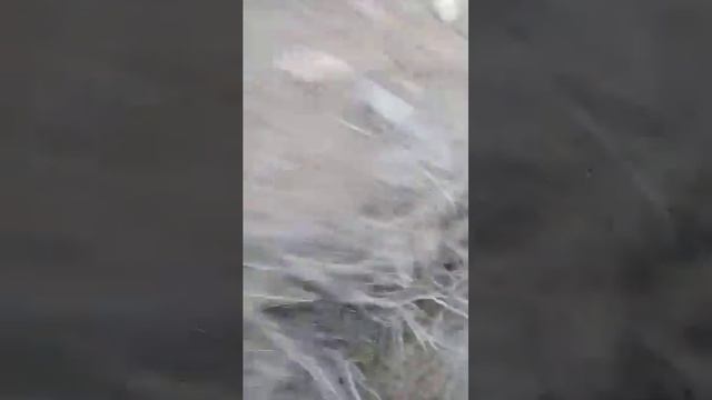 Охота Кеклик дуто руст кад суракой бакуват смотреть онлайн