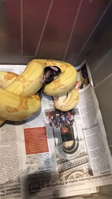 My female sunglow albino boa. смотреть онлайн