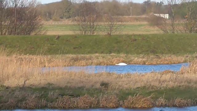 Military radar & Mute Swan RSPB Lakenheath Fen 10Jan15 Suffolk UK 222p смотреть онлайн