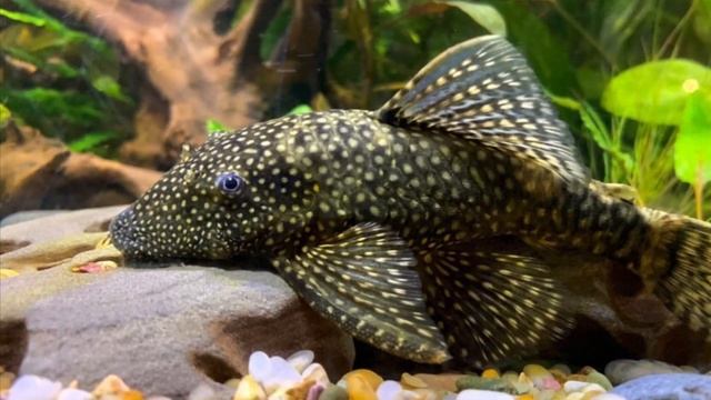 Top 3 Algae Eaters For Your Small/Medium Sized Tank смотреть онлайн