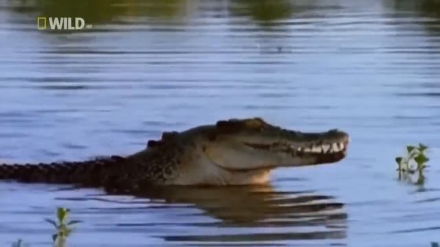 #крокодил🐊 #жизнь крокодил  #хищник #без площадных.