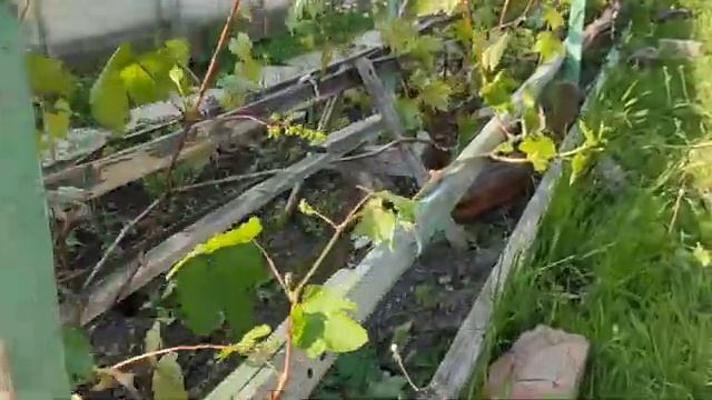 МАЙСКИЕ ЗАМОРОЗКИ 2024 г | БУДЕТ ЛИ УРОЖАЙ | ПОДВЯЗЫВАЕМ смотреть онлайн