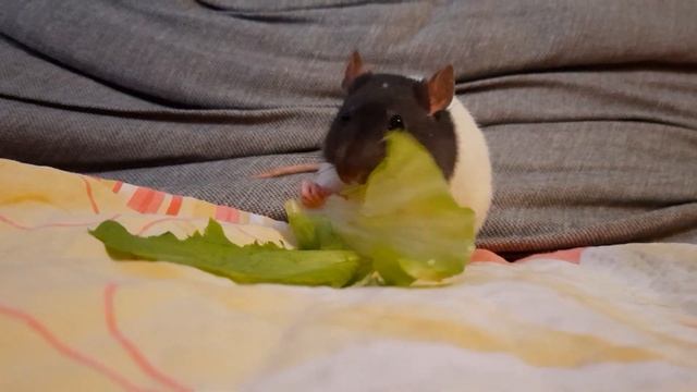 Крыса ест смотреть онлайн