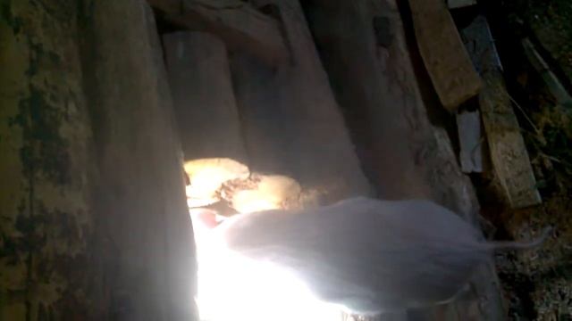 побег смотреть онлайн