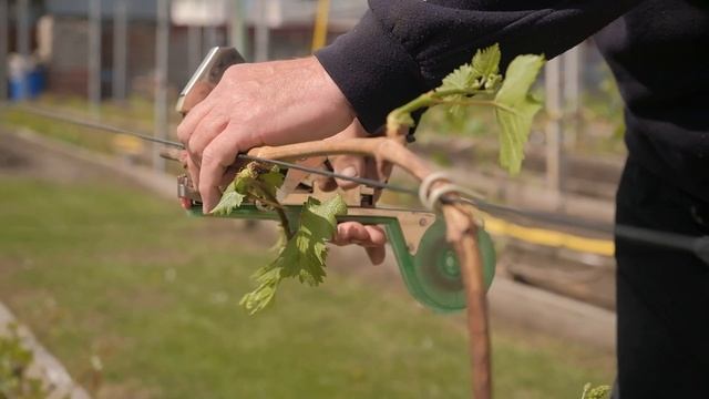 Виноград на Урале. Когда раскрывать, как формировать, чем обработать смотреть онлайн