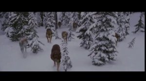 волком быть