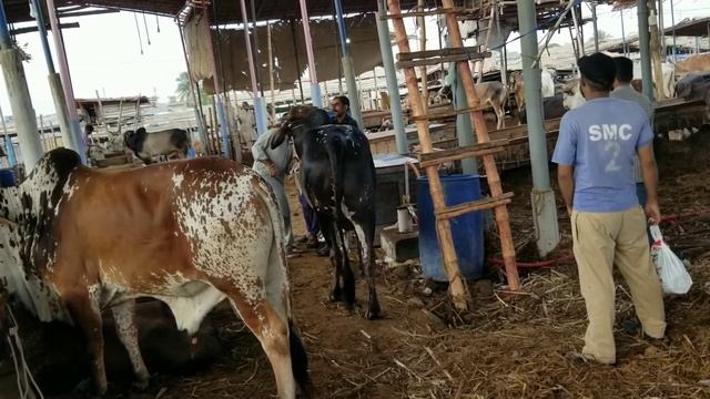 farm/ house/ seen/ and/ Mandi/ visit/ 😍 смотреть онлайн