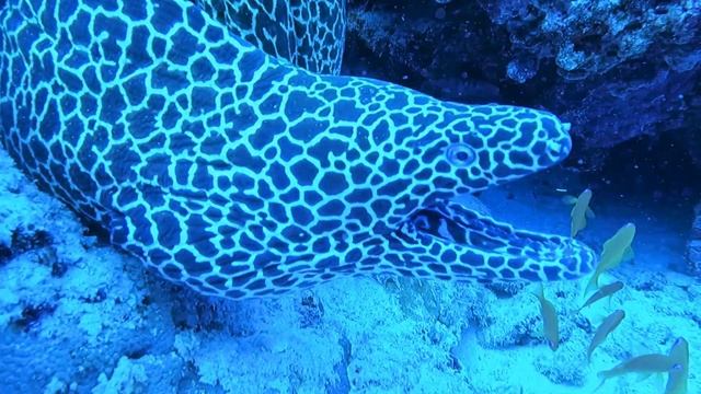 Amazing snorkeling Tour in Maldives - Fish Tank (Kandu Oiy Giri) Snorkeling, Dive & Free Dive смотреть онлайн