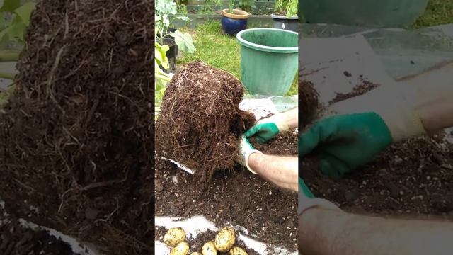 Agria Potato Harvest Reveal 2021! смотреть онлайн