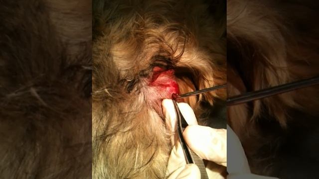 Annabell's Cuterebra Removal смотреть онлайн