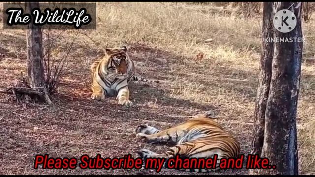 Tiger & Tigress A Big Mating Part-6 At Ranthambhore National Park...