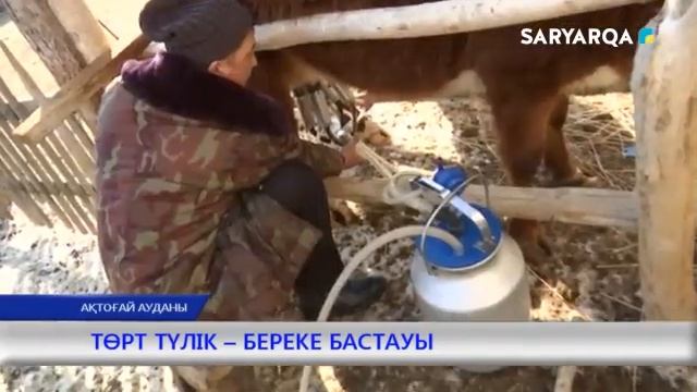 ТӨРТ ТҮЛІК – БЕРЕКЕ БАСТАУЫ смотреть онлайн