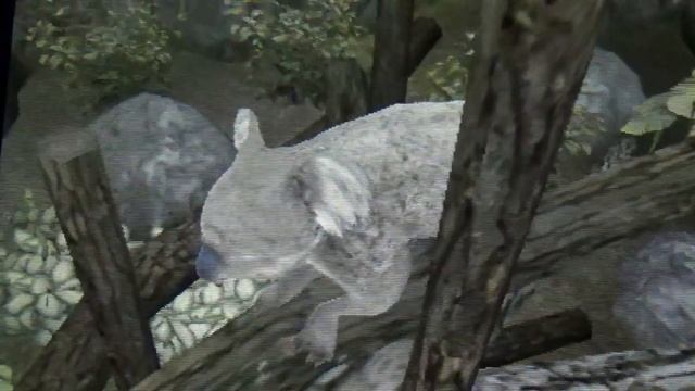 Koala behaviors on Zoo Resort 3D смотреть онлайн
