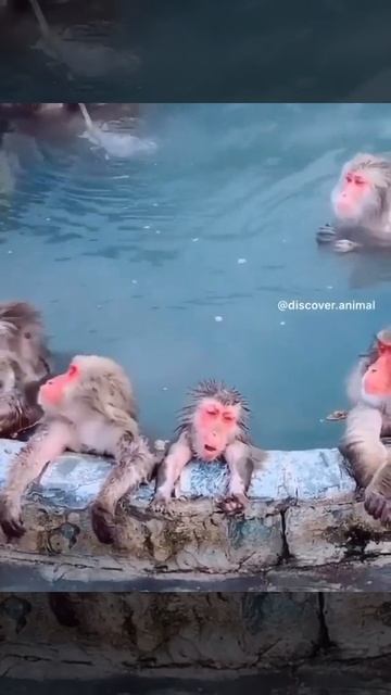 Джакузи для обезьян #Shorts смотреть онлайн