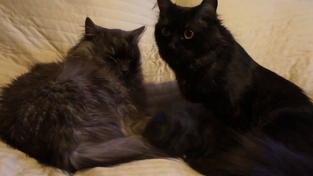 Мама, папа и Цезарь смотреть онлайн