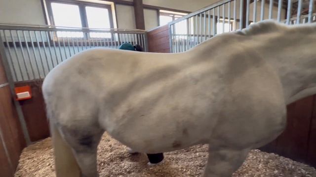 МЫ ПЕРЕЕХАЛИ | сумбурно обосновываемся на новом месте #лошади #horse #конныйспорт #equestrian смотреть онлайн