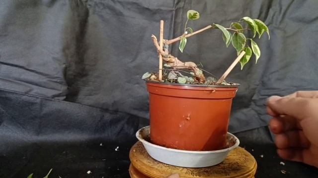 √5 фикус 111 Бенджамина (Бонсай)