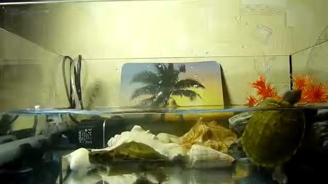 Голодные домашние черепашки смотреть онлайн