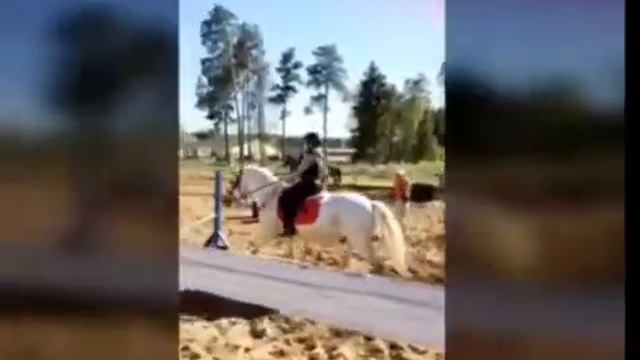 Прыжки или просто канкур на лошадях. смотреть онлайн