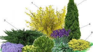 Без этого НЕЛЬЗЯ сделать ПЫШНЫЙ миксбордер. 14 ГОТОВЫХ схем из хвойных и лиственных кустарников