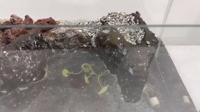 Just Made Guppy Fish Tank and Tarantula Enclosure 2 in 1 Setup смотреть онлайн