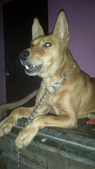 Rocky Gabbar ki night ki video 2022 смотреть онлайн