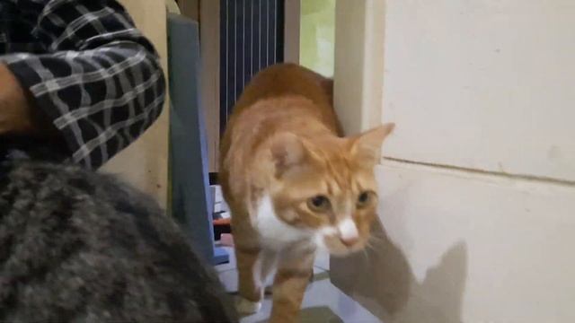 Abu Ibu tiri baik👍 Induk kucing Kurus yang menyusui 4 anak kucing" satu bukan anaknya😻 смотреть онлайн