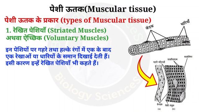 Muscular tissue | muscular tissue anatomy and physiology | pesiya utak ki sanrachna, prakar karya смотреть онлайн