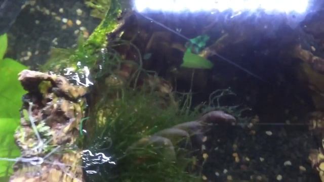 Our fish tanks 50 litre and 200 litre archer fish смотреть онлайн