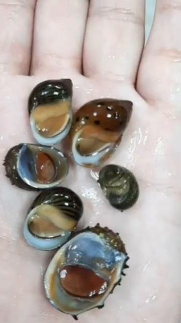 Неретины- незаменимые помощники при обрастаниях водрослями смотреть онлайн