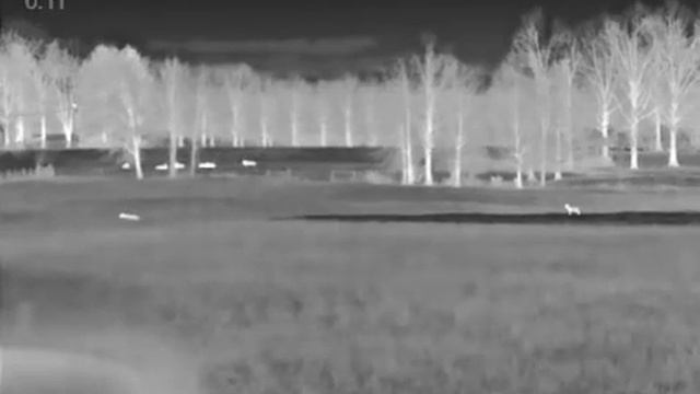 3 coyotes with Pulsar Axion XQ35 смотреть онлайн