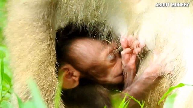 Baby Monkey Rex Swing And Jumping By Young Mom Monkey Rose, So Adorable Lovely Cute Baby Monkey Rex смотреть онлайн