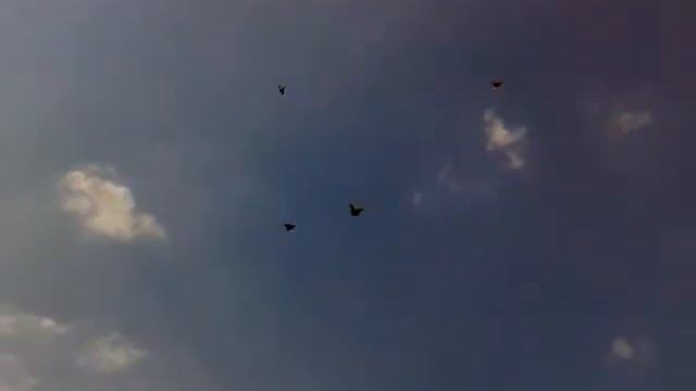 Голуби продажа +380973538549 +380678517932 26 08 11.mp4 смотреть онлайн