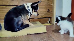 Маленький котенок впервые встретил собаку.